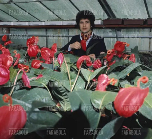 Lucio Battisti, anni 60 - Farabola Immagine digitale