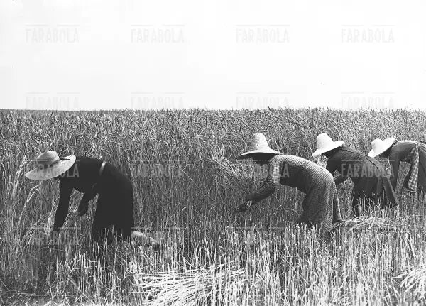 Mondine, 1940 - Farabola Immagine digitale