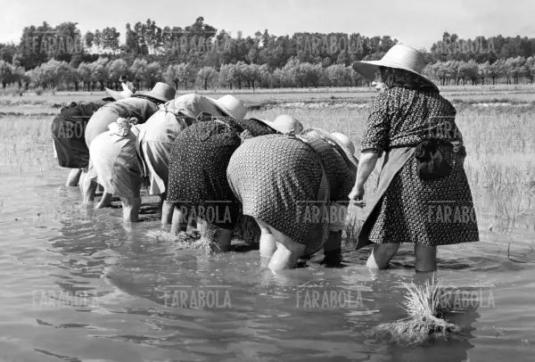 Mondine al lavoro in risaia, anni 50 - Farabola Immagine digitale