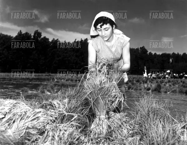 Mondine al lavoro in risaia, anni 50 - Farabola Immagine digitale