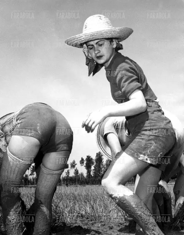 Mondine al lavoro in risaia, anni 50 - Farabola Immagine digitale