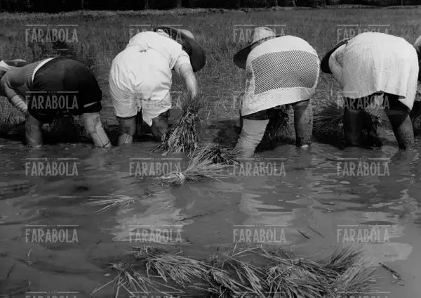 Mondine al lavoro in risaia, anni 50 - Farabola Immagine digitale
