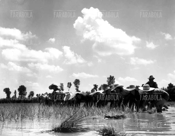 Mondine in una risaia, 1947 - Farabola Immagine digitale