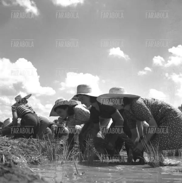 Mondine in una risaia, 1947 - Farabola Immagine digitale