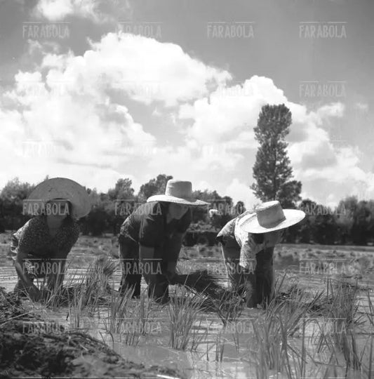 Mondine in una risaia, 1947 - Farabola Immagine digitale