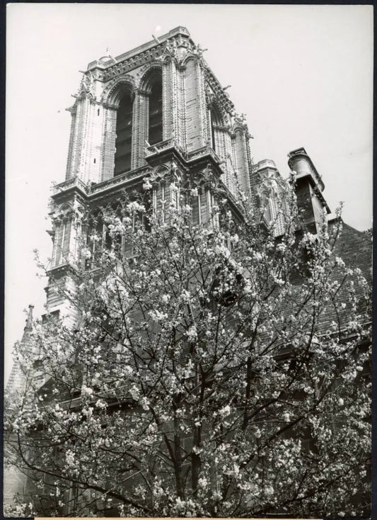 Parigi Notre - Dame 1951 Ft 3257 - Stampa 18x13 cm - Farabola Stampa ai sali d'argento