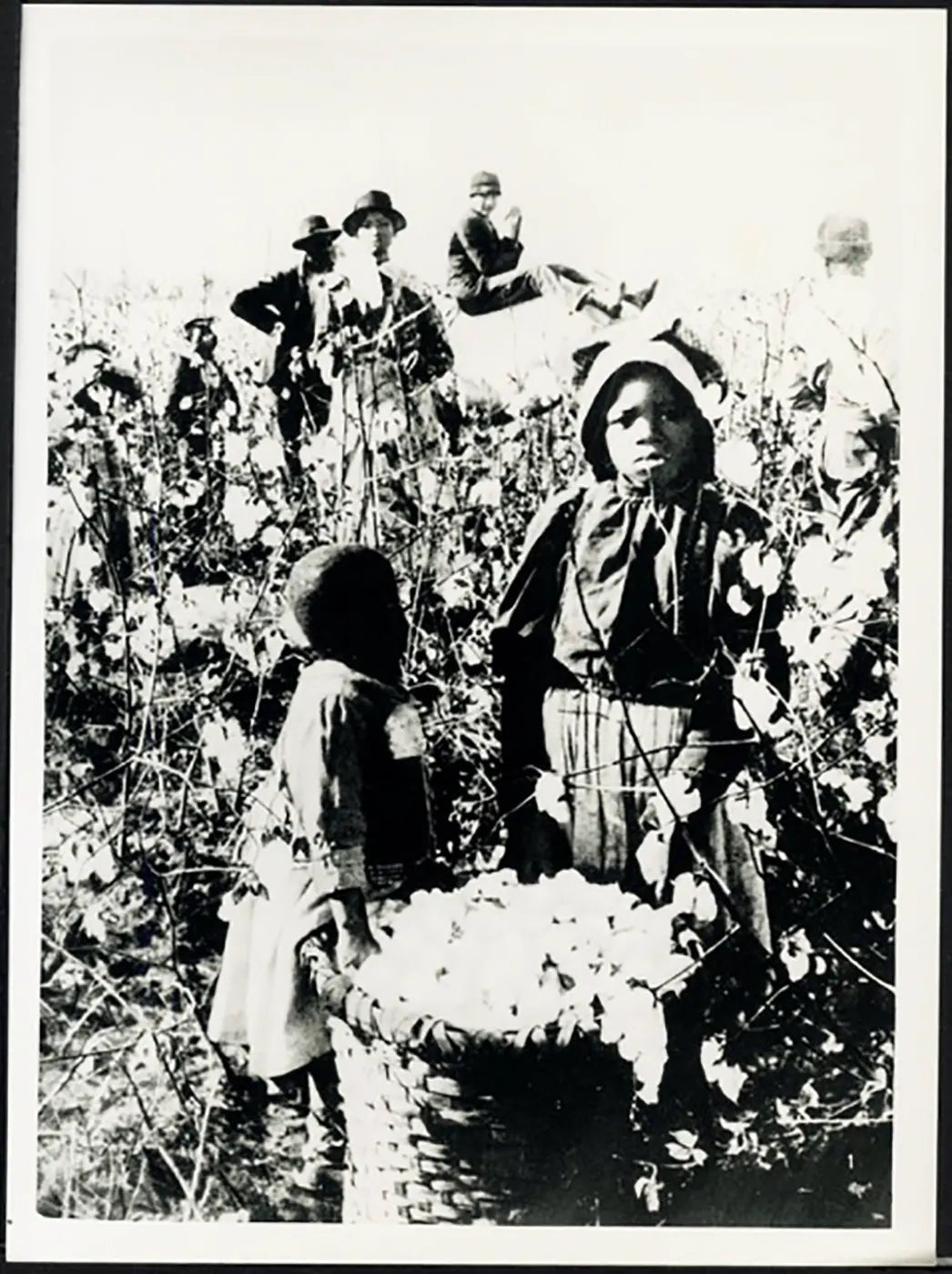 Raccolta del cotone in Louisiana fine XIX sec. Ft 37903 - Stampa 24x18 cm - Farabola Stampa ai sali d'argento (anni 90)