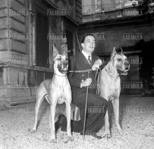 Salvador Dalì con i suoi cani durante l'allestimento della sua mostra a Roma, 1954 - Farabola Immagine digitale