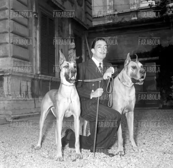 Salvador Dalì con i suoi cani durante l'allestimento della sua mostra a Roma, 1954 - Farabola Immagine digitale