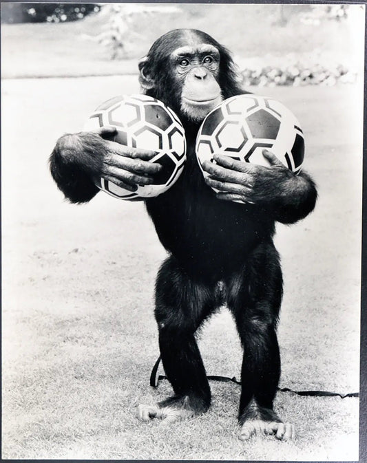 Scimpanzé calciatore Ft 35369 - Stampa 30x40 cm - Farabola Stampa ai sali d'argento