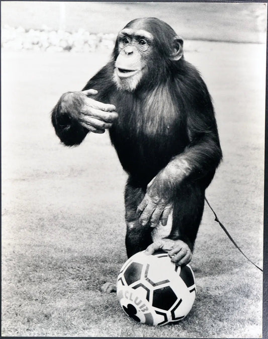 Scimpanzé calciatore Ft 35370 - Stampa 30x40 cm - Farabola Stampa ai sali d'argento