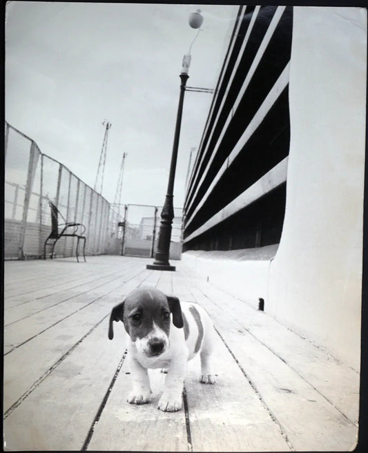 Cane beagle Ft 481 - Stampa 27x37 cm - Farabola Stampa ai sali d'argento