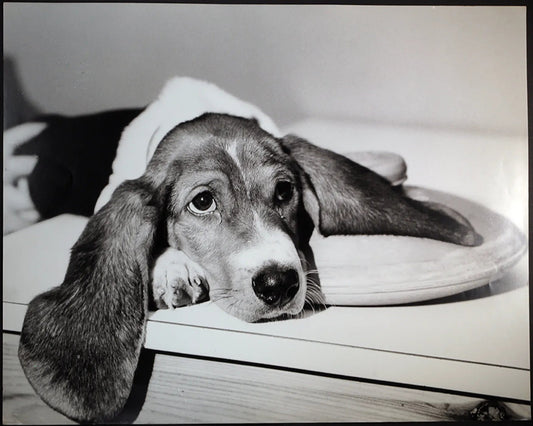 Cane beagle Ft 483 - Stampa 27x37 cm - Farabola Stampa ai sali d'argento