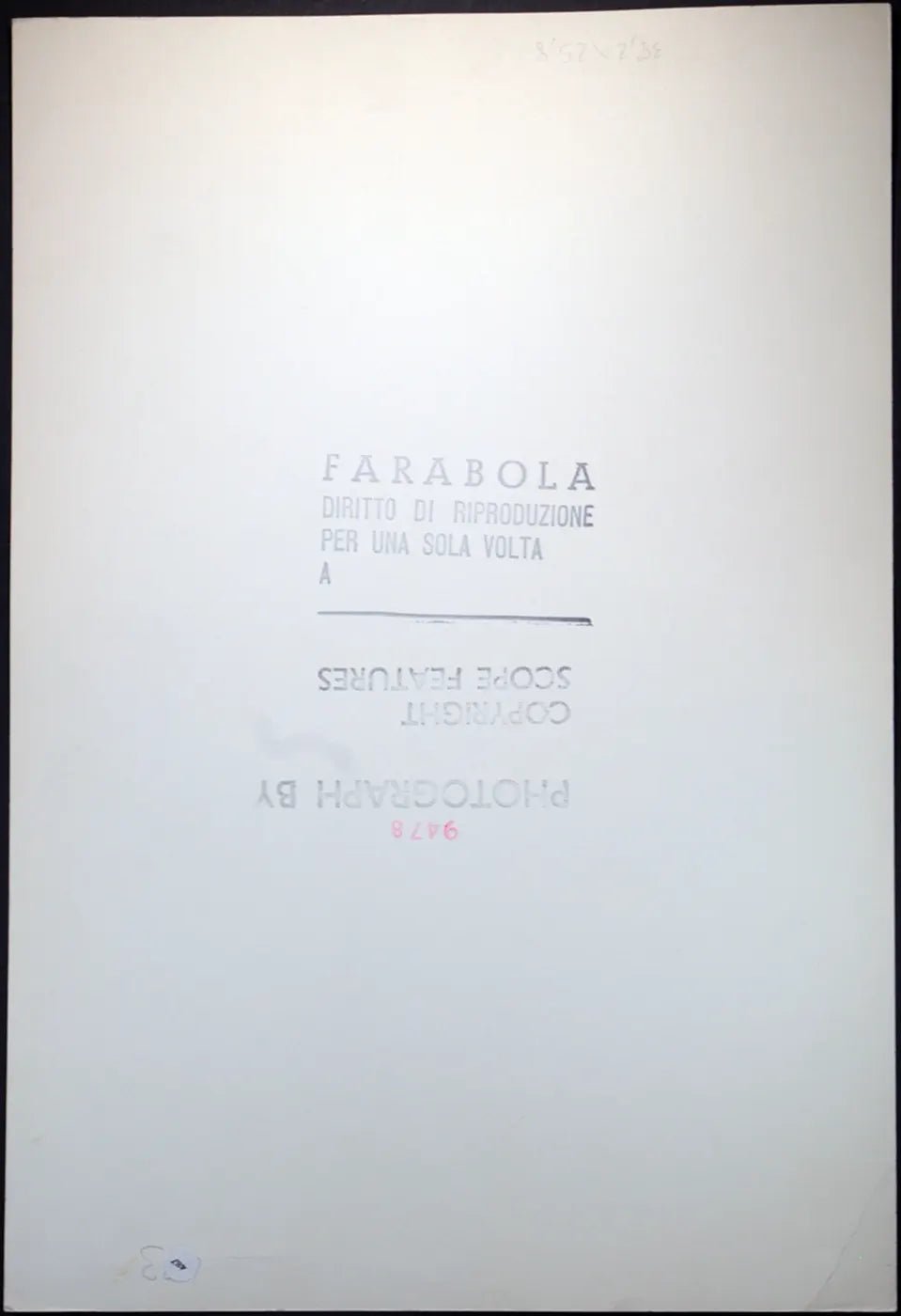 Cane border collie Ft 487 - Stampa 27x37 cm - Farabola Stampa ai sali d'argento