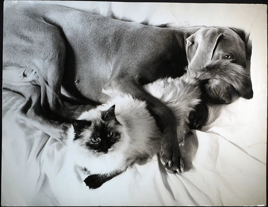 Cane e gatto Ft 476 - Stampa 27x37 cm - Farabola Stampa ai sali d'argento
