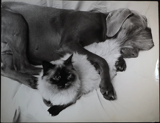 Cane e gatto Ft 477 - Stampa 27x37 cm - Farabola Stampa ai sali d'argento