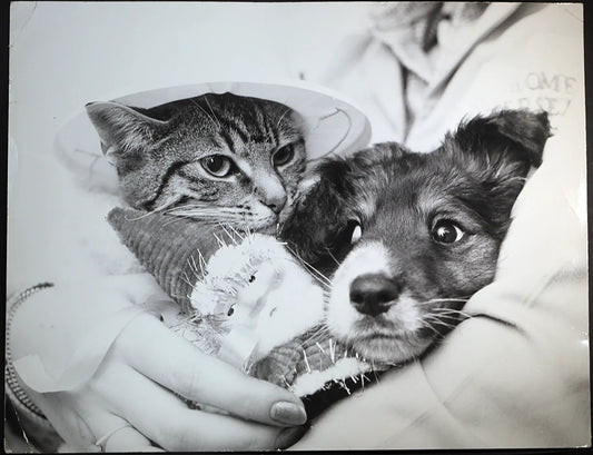Cane e gatto Ft 478 - Stampa 27x37 cm - Farabola Stampa ai sali d'argento