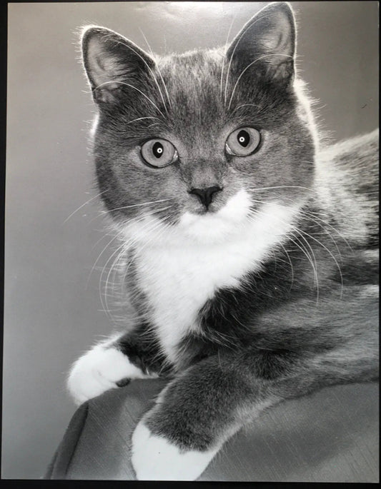 Cucciolo di gatto Ft 484 - Stampa 24x37 cm - Farabola Stampa ai sali d'argento