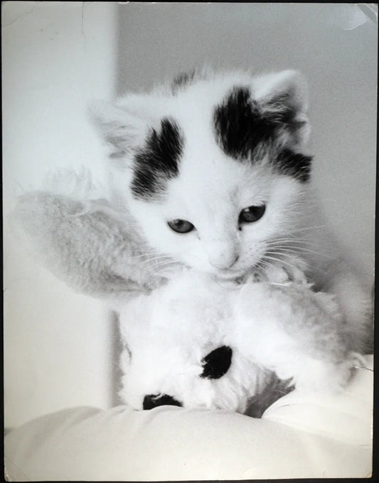 Cucciolo di gatto Ft 494 - Stampa 27x37 cm - Farabola Stampa ai sali d'argento