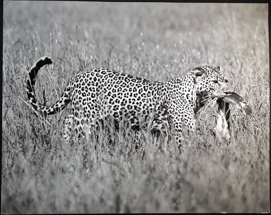Leopardo con preda Ft 482 - Stampa 27x37 cm - Farabola Stampa ai sali d'argento