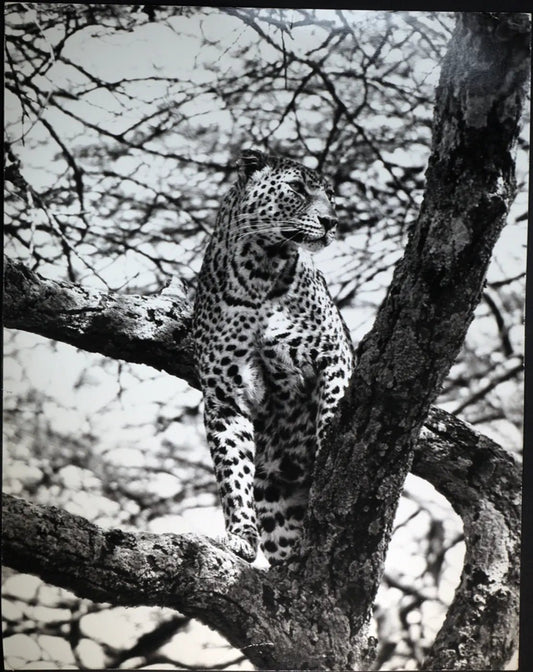 Leopardo Ft 341 - Stampa 27x37 cm - Farabola Stampa ai sali d'argento