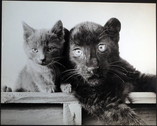 Pantera e cucciolo di gatto Ft 493 - Stampa 30x40 cm - Farabola Stampa ai sali d'argento