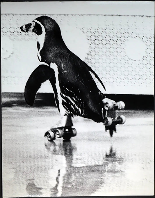 Pinguino a rotelle San Diego Ft 566 - Stampa 30x24 cm - Farabola Stampa ai sali d'argento