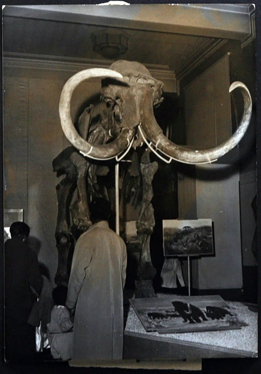 Scheletro di Mammuth 1958 Ft 1727 - Stampa 18x13 cm - Farabola Stampa ai sali d'argento