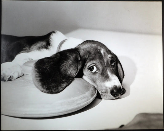 Un cane beagle Ft 336 - Stampa 27x37 cm - Farabola Stampa ai sali d'argento