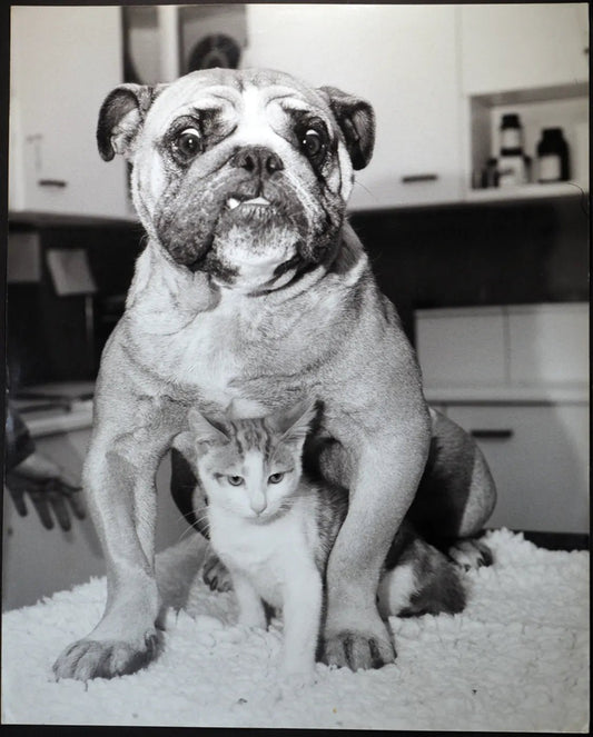 Cane bulldog con un gattino Ft 338 - Stampa 27x37 cm - Farabola Stampa ai sali d'argento