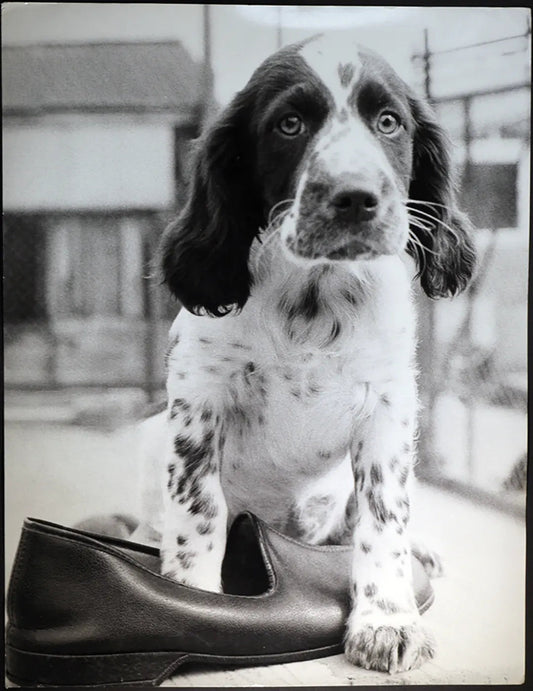 Un cane Ft 337 - Stampa 27x37 cm - Farabola Stampa ai sali d'argento