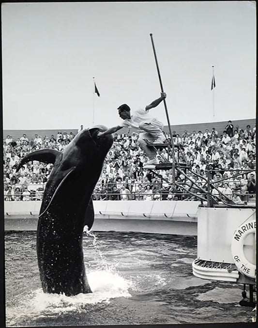 Esibizione delfino ammaestrato anni 60 Ft 688 - Stampa 30x24 cm - Farabola Stampa ai sali d'argento