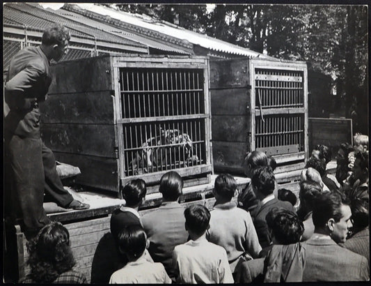 Tigri del Bengala ai Giardini Milano 1948 Ft 1565 - Stampa 24x18 cm - Farabola Stampa ai sali d'argento