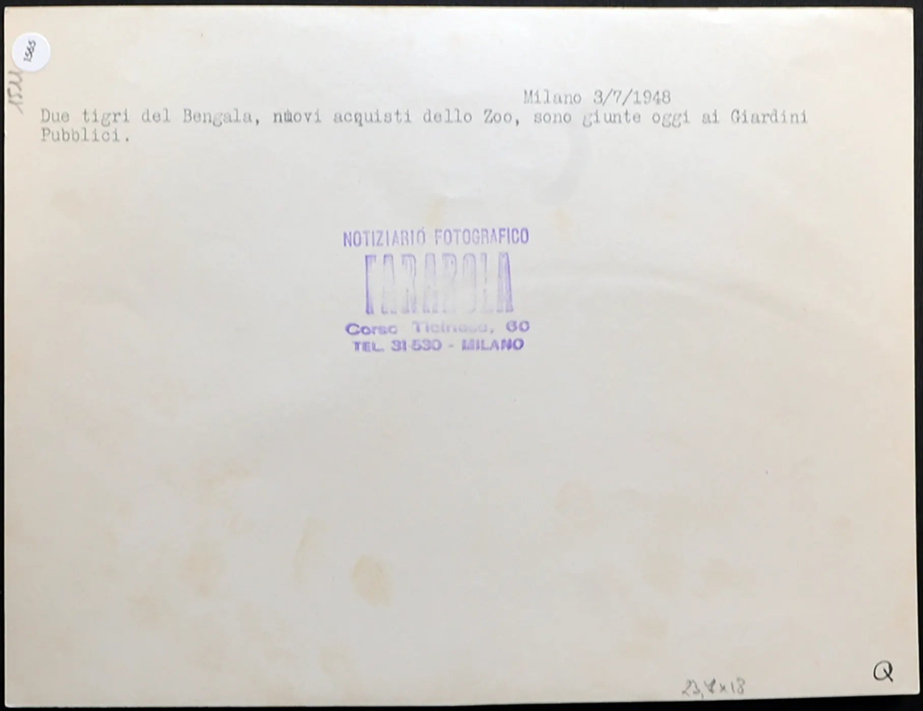 Foto vintage Tigri del Bengala ai Giardini Milano 1948 Ft 1565