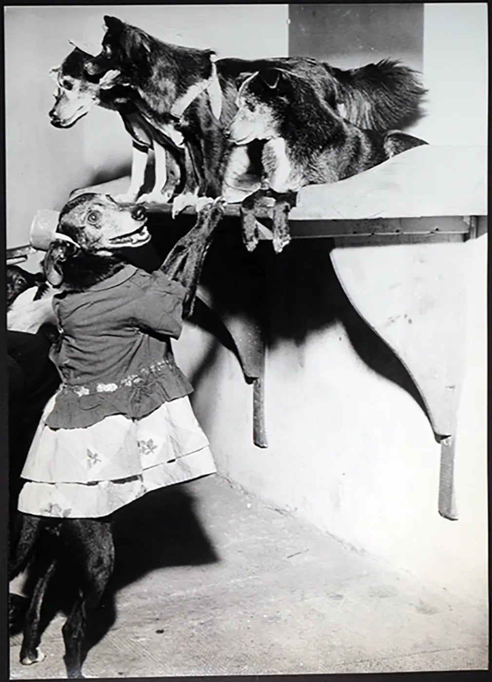 Cani ammaestrati anni 60 Ft 690 - Stampa 30x24 cm - Farabola Stampa ai sali d'argento