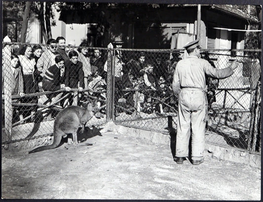 Zoo di Milano Canguri anni 60 Ft 1930 - Stampa 24x18 cm - Farabola Stampa ai sali d'argento