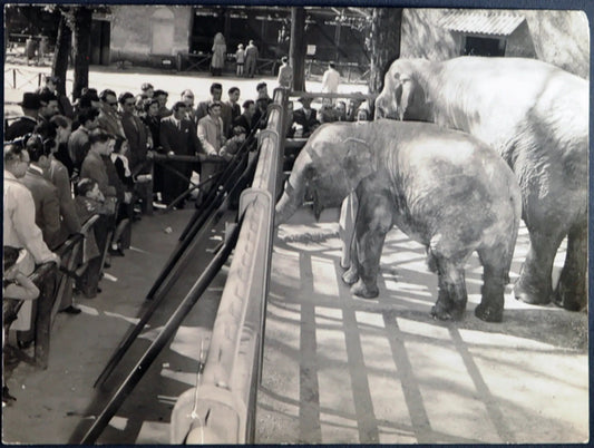 Zoo di Milano Elefantina Caterina 1954 Ft 1375 - Stampa 24x18 cm - Farabola Stampa ai sali d'argento
