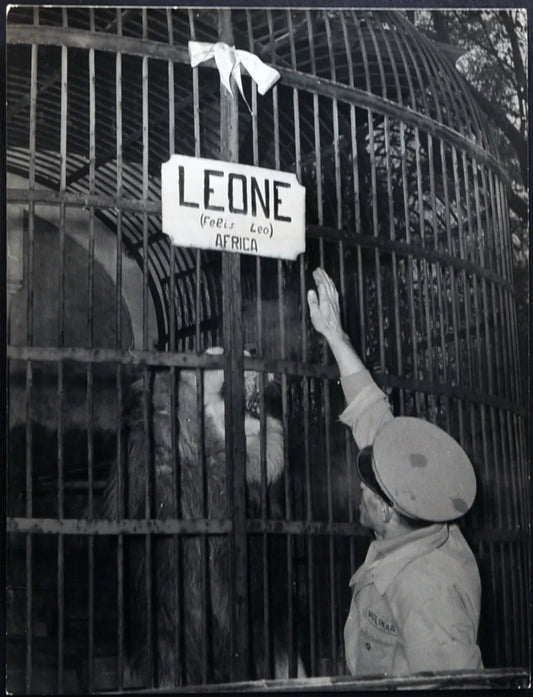 Zoo di Milano Nati due leoncini 1953 Ft 1563 - Stampa 24x18 cm - Farabola Stampa ai sali d'argento