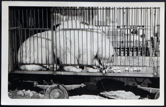 Zoo di Roma Orso bianco anni 30 Ft 35125 - Stampa 18x12 cm - Farabola Stampa ai sali d'argento